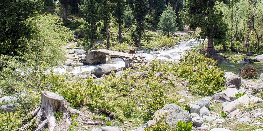 Goats walking along a mountain road in Daksum, Kashmir, surrounded by lush green hills