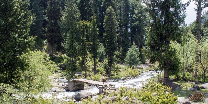 A goat crossing the flowing river in Daksum, one of the offbeat places in Kashmir.