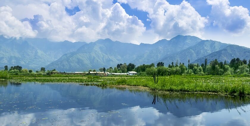 The Dal Lake water reflecting the Himalayan mountains and the blue sky. The water lilies grow on water, its parts used as food. Also seen is a farm, on an island in the lake, growing variety of vegetables.