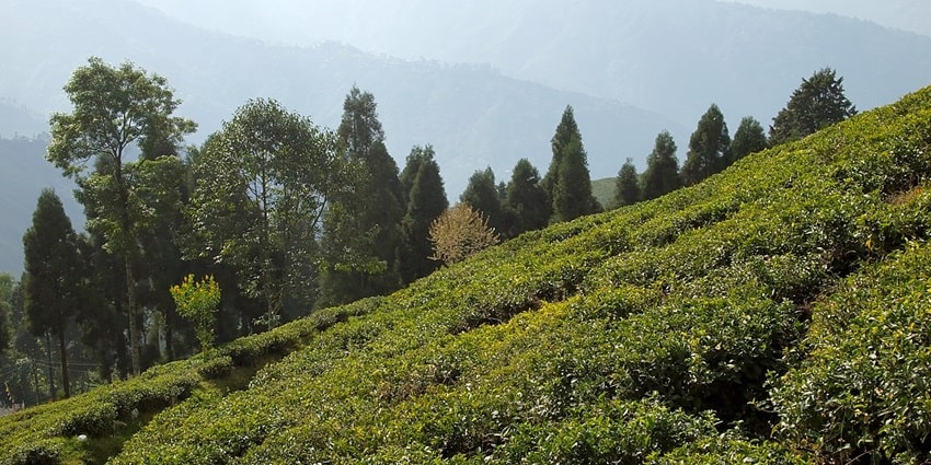 Tea plantations of Darjeeling - best places to visit in India in June with family