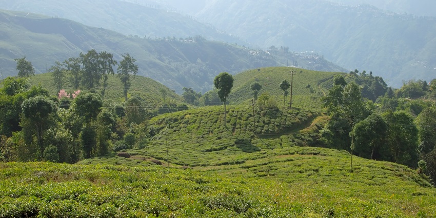 A picture of the scenic hill station of Darjeeling with tea plantations all around the place