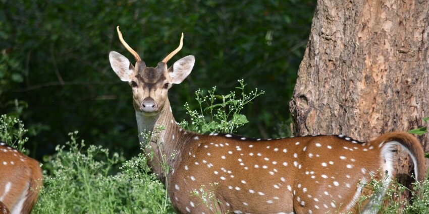 Explore the deer park in the Buddhist institute of the himalayam mountain range