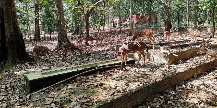 Deer Rehabilitation Centre renders a variety of deer species with a lush green scenery.