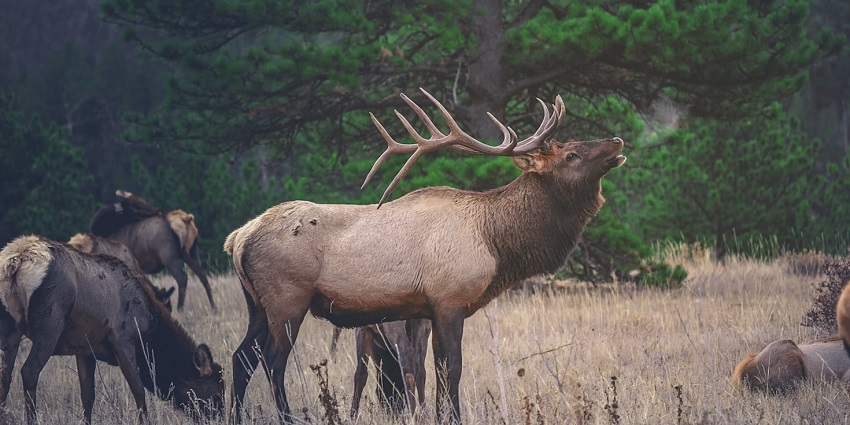 Spot various animals such as deers, leopards, and eagles at Govind Wildlife Sanctuary.