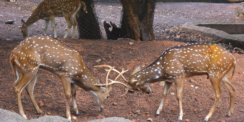 The deers at this zoo present a beautiful scene, adding on to the overall charm.