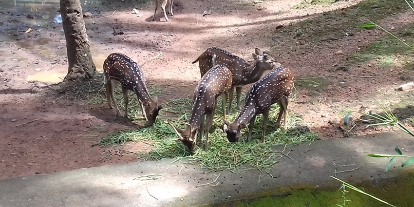 A group of deer grazing in a zoo enclosure, surrounded greenery - zoos to visit in Kochi