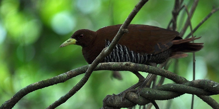 Enjoy bird watching at one of the Andaman wildlife sanctuaries— Dil Sanctuary.