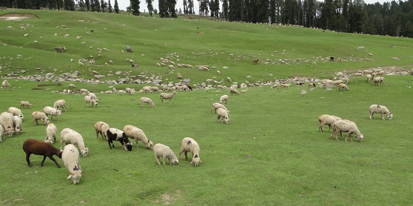 Scene of sheep and horses grazing in Doodhpathri, one of the places to visit in Srinagar.