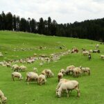 The valleys of Doodhpathri with sheep - one of the best places to visit near Srinagar.