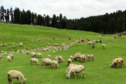 The valleys of Doodhpathri with sheep - one of the best places to visit near Srinagar.