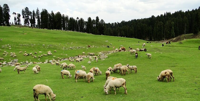 The valleys of Doodhpathri with sheep - one of the best places to visit near Srinagar.