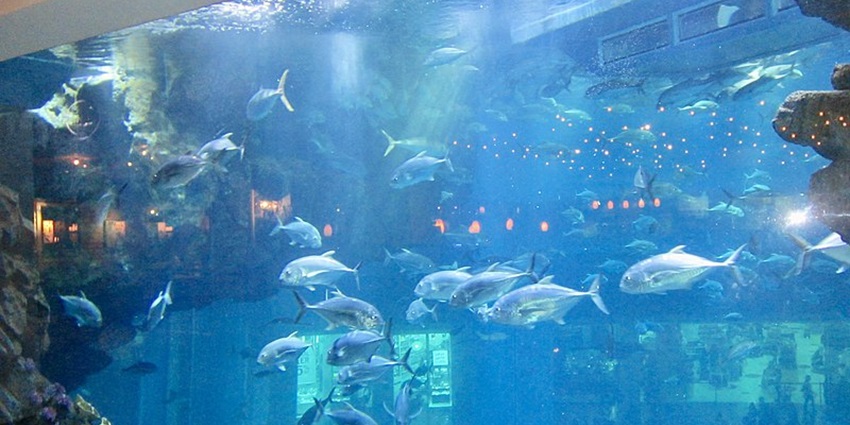 An underwater zoo in Dubai