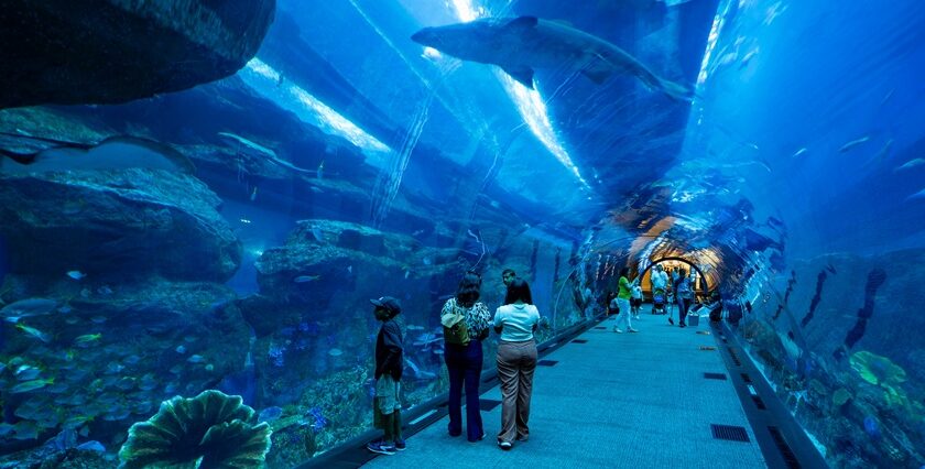 Visitors walking through the 48-meter tunnel at Dubai Aquarium & Underwater Zoo.