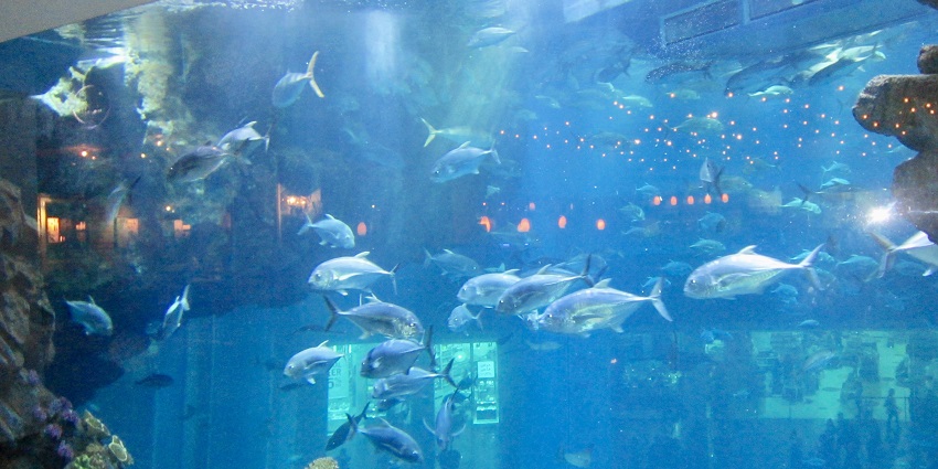 The view of colourful fishes and marine life at the Dubai Aquarium & Underwater Zoo.