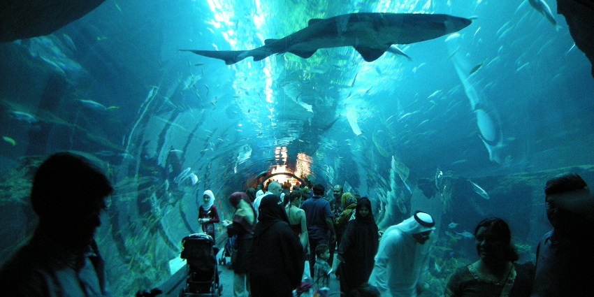 Among the best things to do in Dubai with family, visiting Dubai Aquarium is a must.