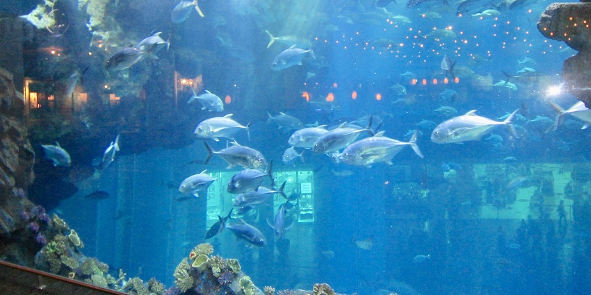 Snap of the beautiful Dubai Aquarium and Underwater Zoo adventure park in Dubai