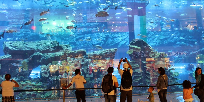 Explore marine life at Dubai aquarium, one of the most exotic places to visit in Dubai in may