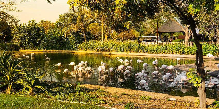The view of Flock of flamingos in the lake at Safari Park.