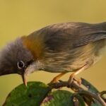 A Whiskered Yuhina at Eaglenest Sanctuary, one of the top wildlife sanctuaries in India.