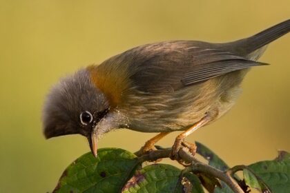 A Whiskered Yuhina at Eaglenest Sanctuary, one of the top wildlife sanctuaries in India.