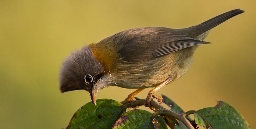 A Whiskered Yuhina at Eaglenest Sanctuary, one of the top wildlife sanctuaries in India.