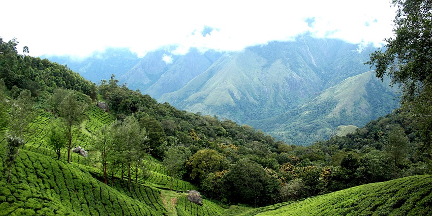 A scenic view of Tea estates and green hills from the summit of Echo Point