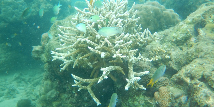Snorkelling at Elephant Beach, Havelock Island is a popular activity to catch fish in action