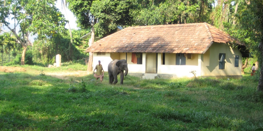 Elephant Training Centre, featuring elephants in a natural- best zoos in Kochi.