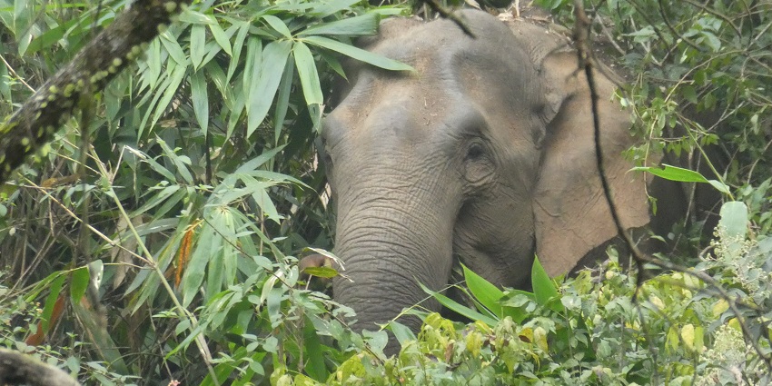 Get to observe the giant wild elephants up close in Thekkady Wildlife Sanctuary.