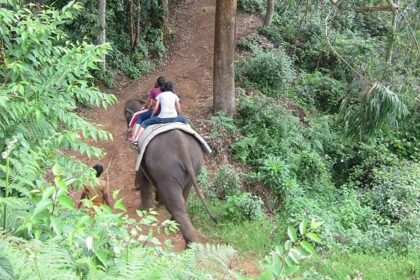 Get to some amazing theme parks located in Munnar for a fun and thrilling experience.