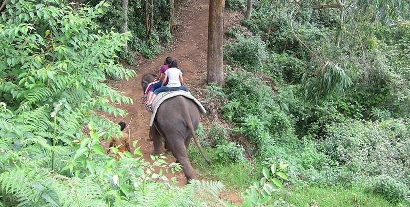 Get to some amazing theme parks located in Munnar for a fun and thrilling experience.