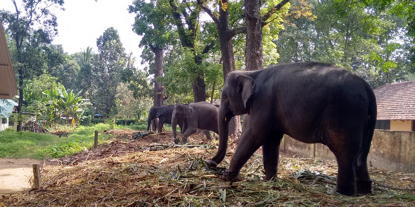 An elephant training centre near Areekkal Waterfalls
