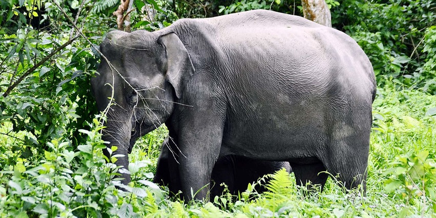Witness elephants and diverse vegetation at the Kaveri elephant park near this temple