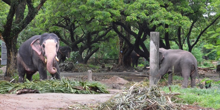 Punnathur Kotta is an ideal place for couples who are wildlife enthusiasts and animal lovers