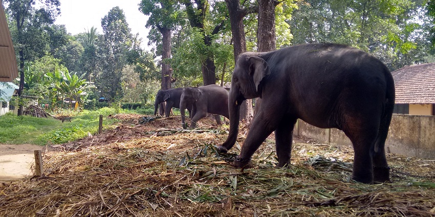 Kodanad Elephant Training Center is a must on the list of places to visit near Athirapally