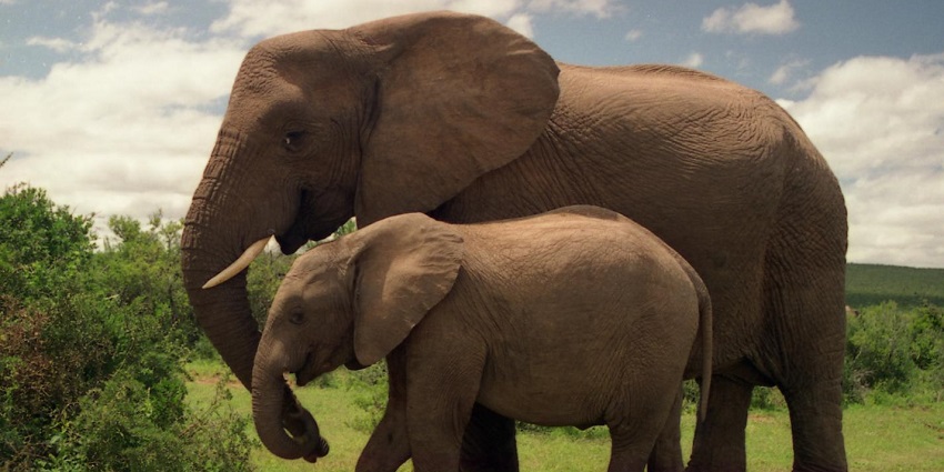 The elephant junction is one of the most unique places to visit in Thekkady with family