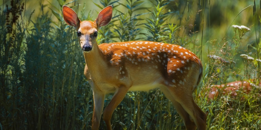 Get to witness exquisite wildlife while exploring this wildlife sanctuary in Gulmarg.