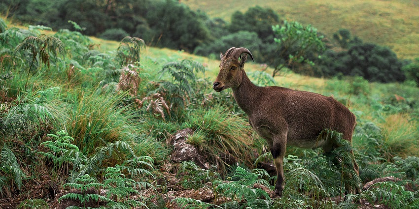 This national park is famous for the endangered mountain goat, Rajamala; a major attraction.