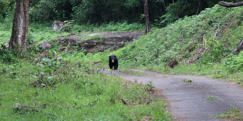 Visit the Parambikulam Tiger Reserve, famed for tiger conservation, near the region.