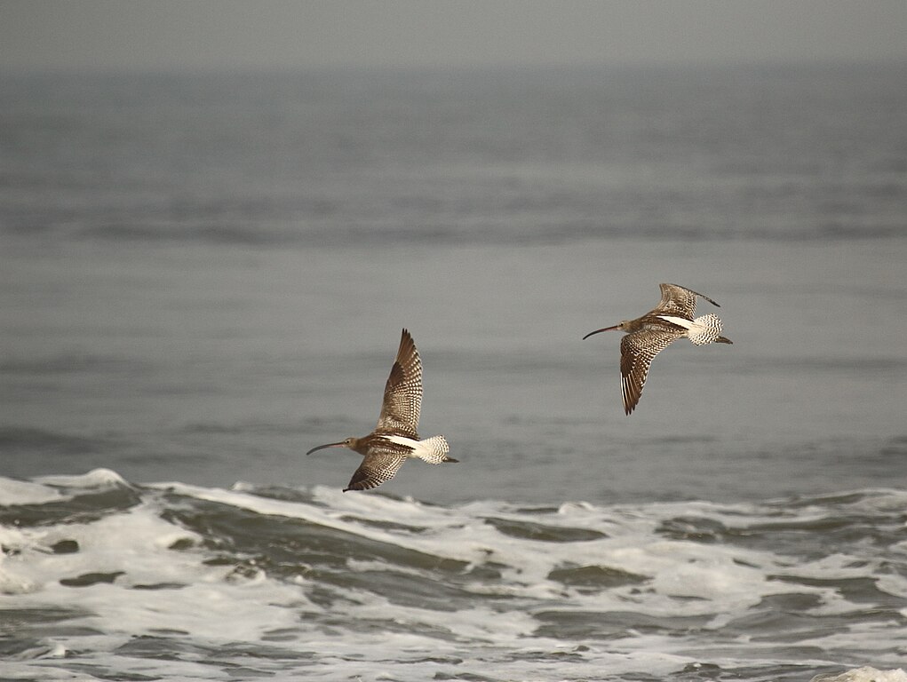 Probably the best beach in Kochi, here you can enjoy a sojourn like never before.