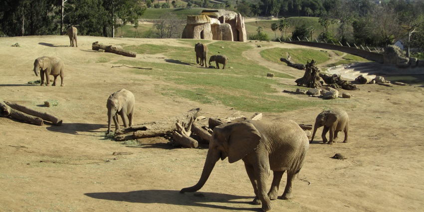 Elephant shelter with viewing deck surrounded by greenery at a wildlife sanctuary.