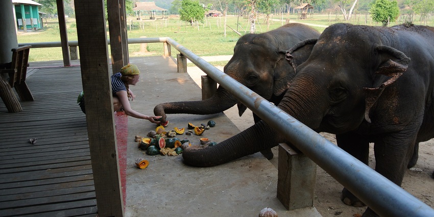 Elephant Junction is one of the best places to visit in Kumily for wildlife enthusiasts.