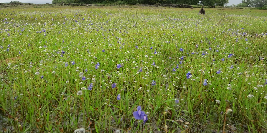 The meadows of Madayipara - one of the most mesmerizing places to visit near Kannur