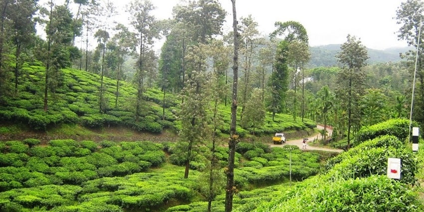 Luscious fields of Peermade- your tranquil escapade from every day ruckus of city life