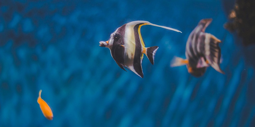 This aquarium, with a vivid array of fish, comes under one of the best places to visit in Poovar.