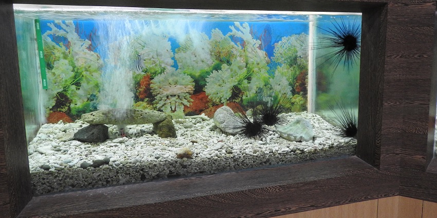 Sea urchin aquarium in Fisheries Musuem, one of the best museums in Port Blair.