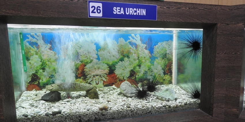 Sea urchins at the Fisheries Museum, an attraction near the Zonal Anthropological Museum