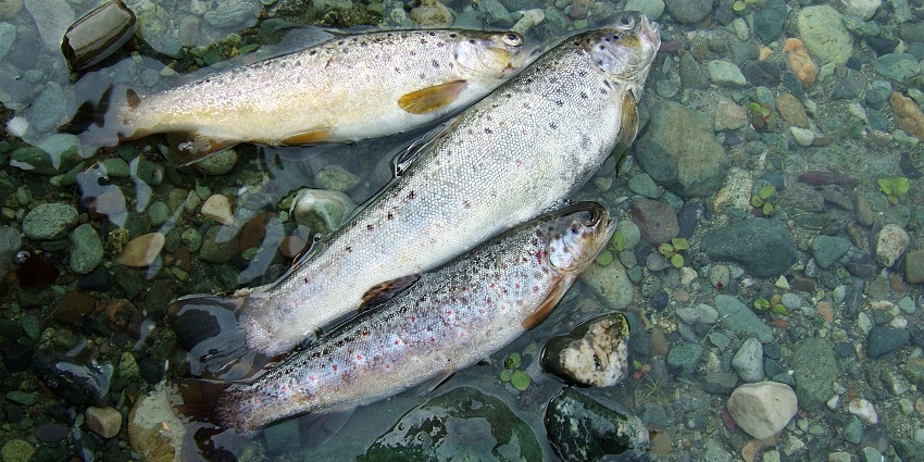While exploring the attraction, you can also enjoy fishing amid the scenic landscape.