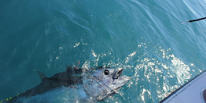 Game fishing is one of the most famous water sports in Andaman for some fun and excitement Show less