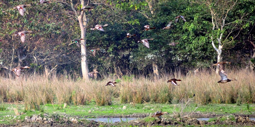 Trek the forested hilltops and trail the lush valleys of the Tral wildlife Sanctuary